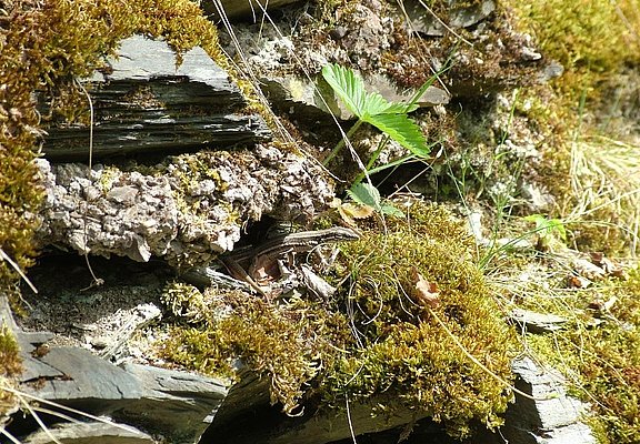 Eidechse im Weinberg