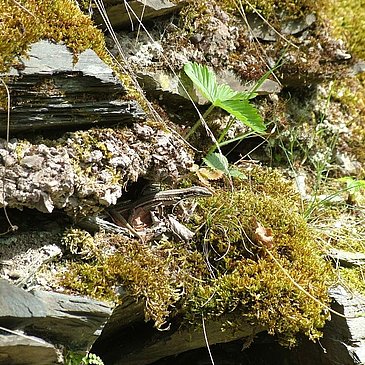 Eidechse im Weinberg