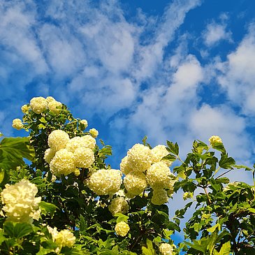 Garten im Feriendomizil Roussel
