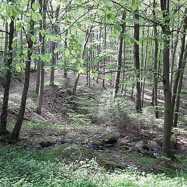 Wald in der Nähe des Ferienhauses