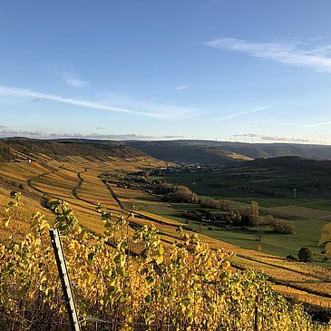 Weinberge im Herbst