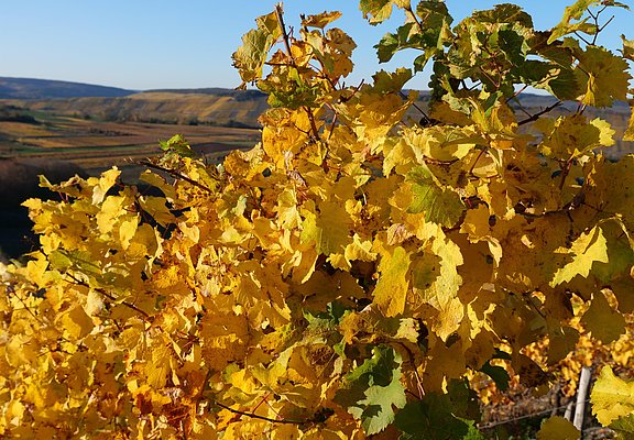 Weinberge im Herbst an der Mosel