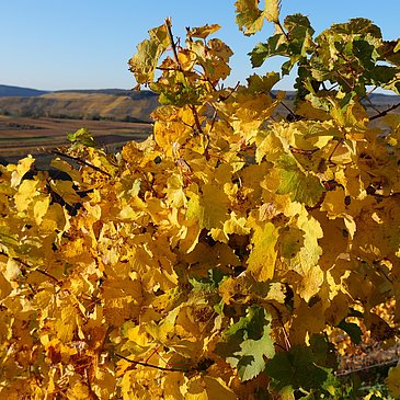 Weinberge im Herbst an der Mosel
