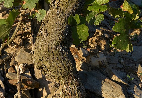 Rebe im Weinberg