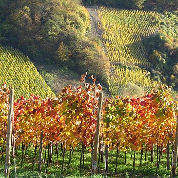 Weinberge