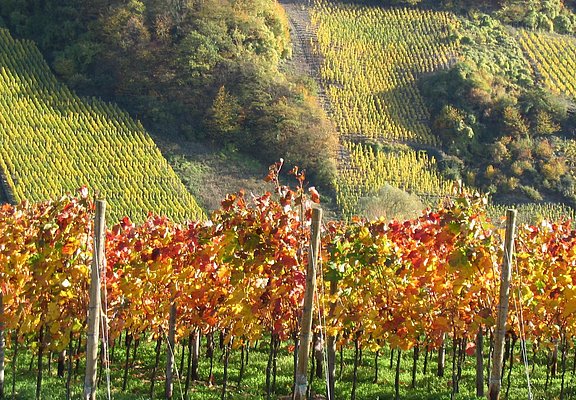 Weinberge